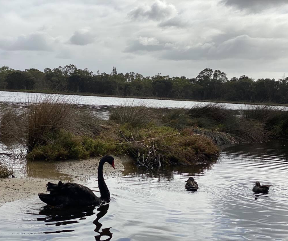 Black Swan on the Swan River Ascot